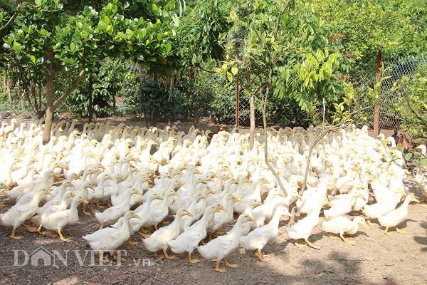 Chuyện lạ Sơn La: Nuôi vịt 'sang chảnh' cho uống sâm, 'khỏe như vâm'