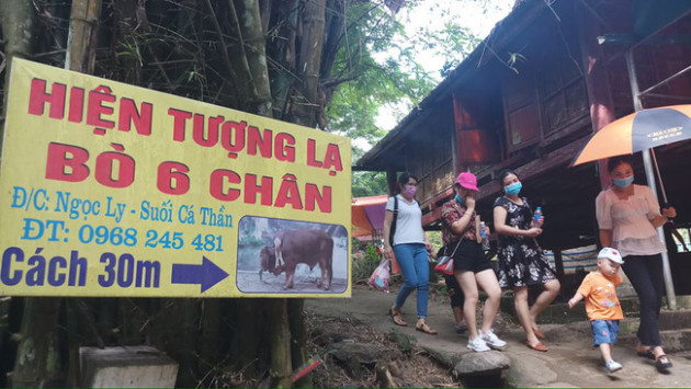 Chuyện lạ Thanh Hóa: Bò 6 chân, đuôi dài sát đất, dân lũ lượt đến xem