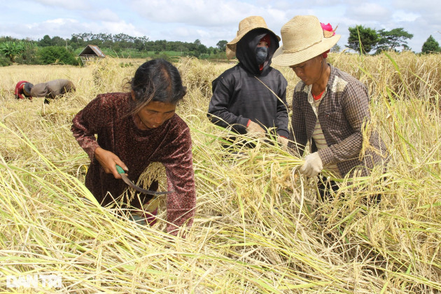 Chuyện thú vị về hạt ngọc trời báu vật của đồng bào Ba Na - 4