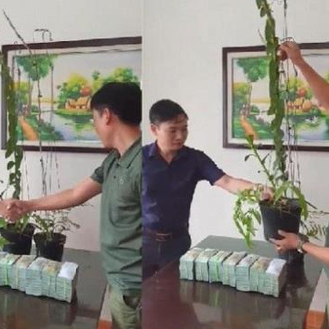 Cơn sốt lan phi điệp đột biến: 'Bong bóng đang vỡ rồi'