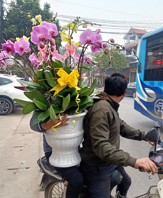 Còng lưng ghép chậu lan hồ điệp, anh thợ kiếm 20 triệu lo Tết