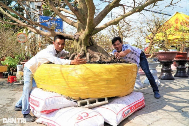 'Cụ mai' trăm tuổi có bộ đế siêu khủng, hai người đàn ông ôm không hết