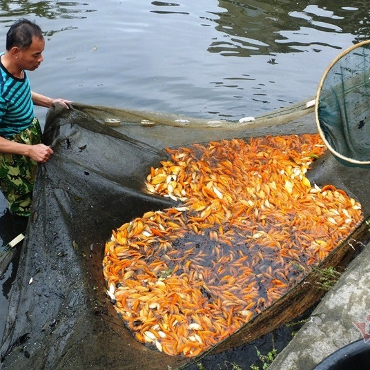 Cúng ông Công, ông Táo: Cá chép đỏ đắt gấp đôi, vét ao thu trăm triệu