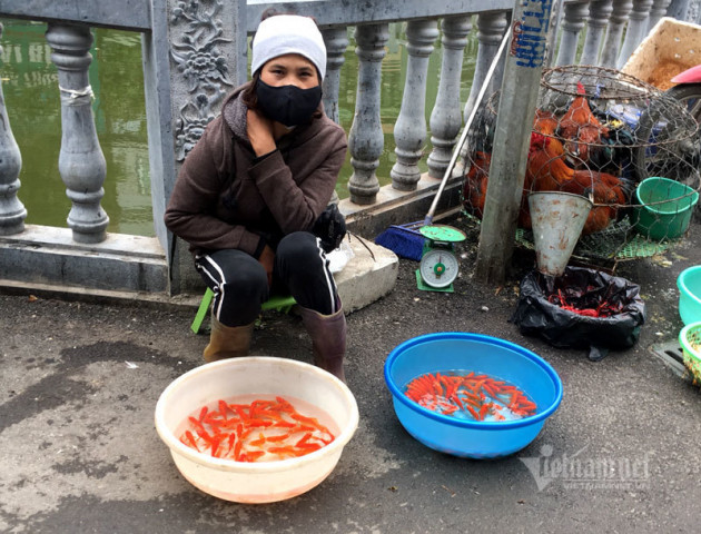 Cúng ông Công ông Táo: Chỉ 1 buổi sáng, cá chép đỏ tăng giá gấp 4 lần