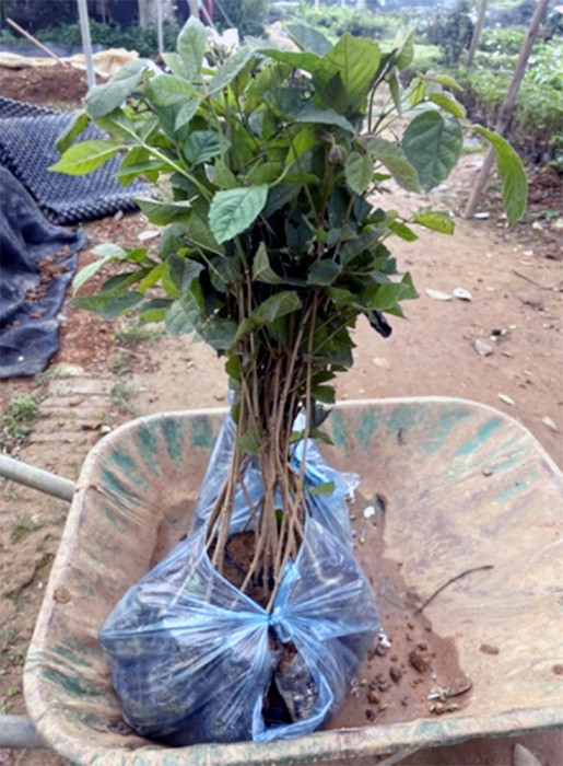 Cuồng hoa phong linh, dân Hà thành rủ nhau mua trồng, giá 5 triệu/cây