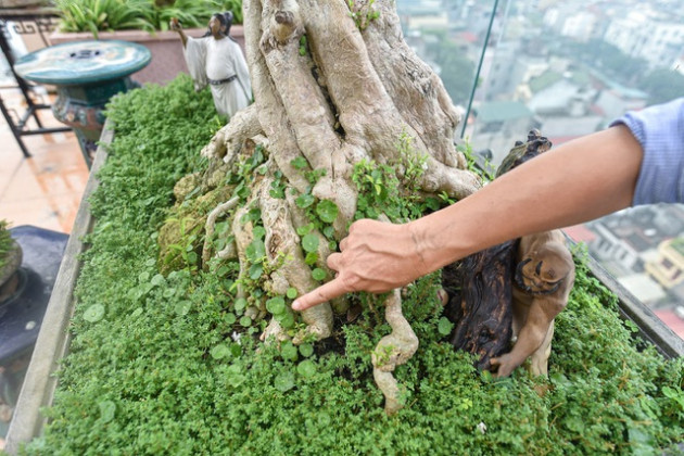 'Đã mắt' với cây mai chiếu thủy thân vặn xoắn ốc trị giá hàng tỷ đồngicon