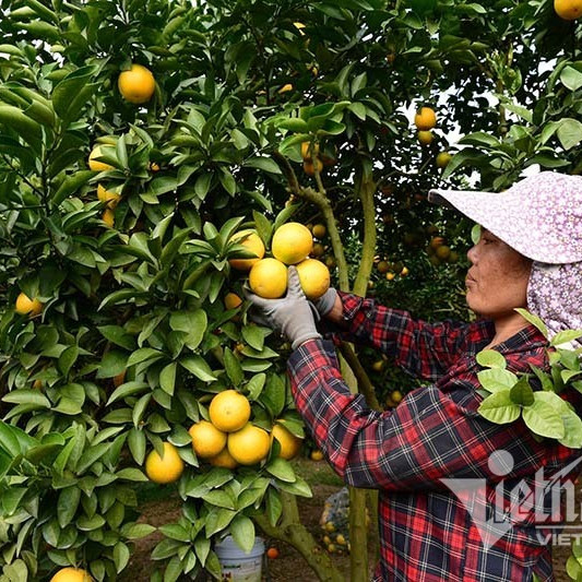 Đã sẵn 400 ngàn tấn cam bưởi, lợn gà... Tết ấm đang vềicon