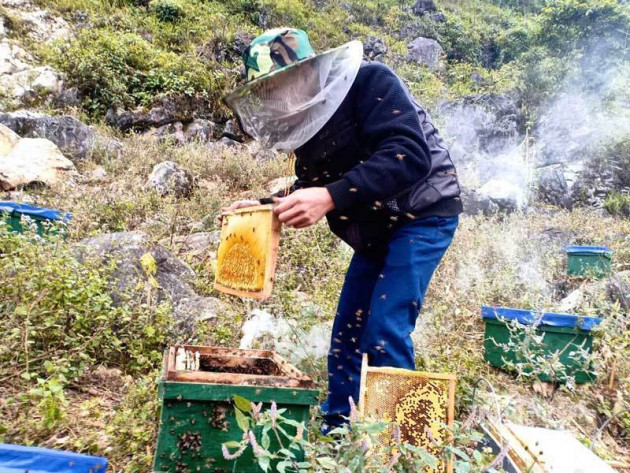 Đặc sản cao nguyên đá: Mật ong bạc hà xịn, tiền triệu vẫn khó mua