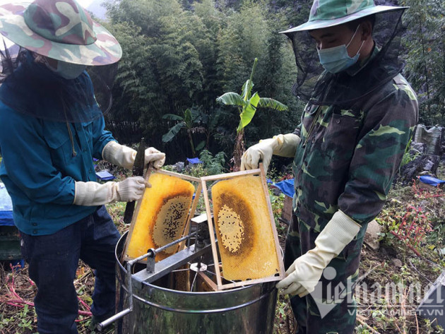 Đặc sản cao nguyên đá: Mỗi năm một lần, chờ hoa nở thu hàng trăm tỷ