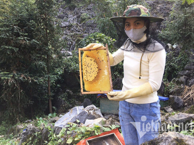 Đặc sản cao nguyên đá: Mỗi năm một lần, chờ hoa nở thu hàng trăm tỷ