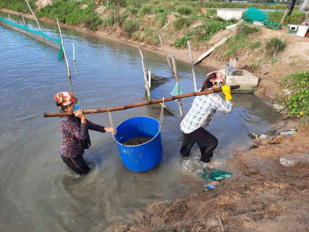 Đặc sản ốc hương ế ẩm, giá giảm quá nửa, rẻ chưa từng có