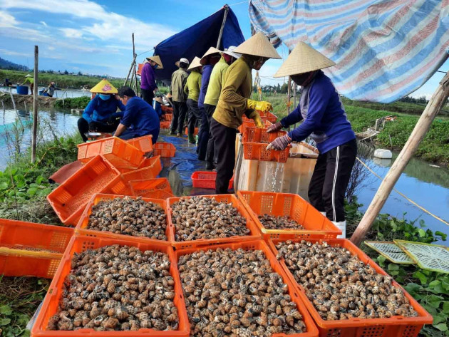 Đặc sản ốc hương ế ẩm, giá giảm quá nửa, rẻ chưa từng có