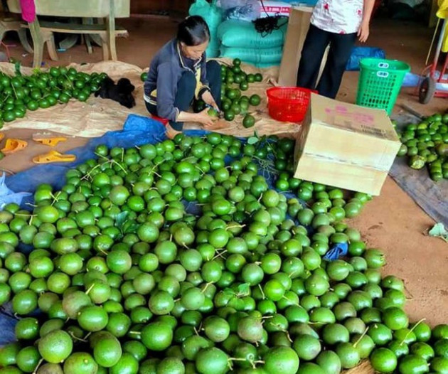 Đặc sản Tây Nguyên: Bơ giảm giá không phanh, bí đỏ phải chào bán cho gia súc