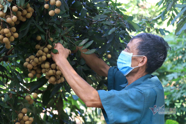 'Đặc sản tiến vua': Đi Tây không đủ chất, xuất Mỹ 1 lần rồi tạm dừng