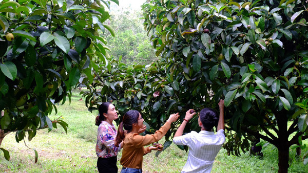 Đại đô thị Felicia City - ‘lá phổi xanh’ tỉnh Bình Phước