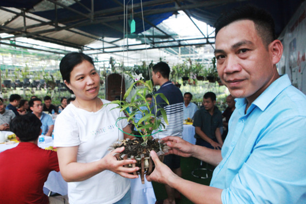 Đại gia Hà Nội chi 5 tỷ mua giỏ lan nhìn như ngọn rau muống