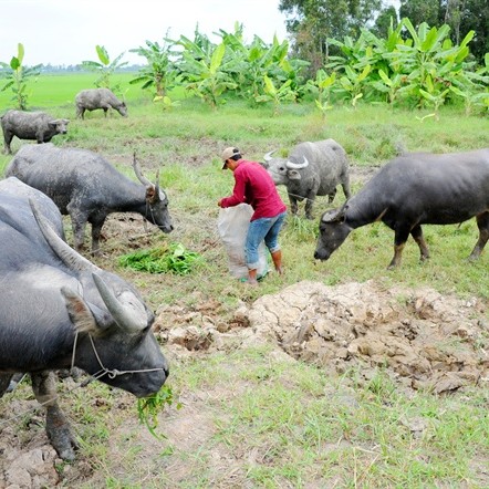 nông dân làm giàu,tỷ phú nông dân,nuôi trâu