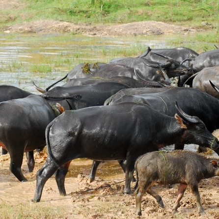 nông dân làm giàu,tỷ phú nông dân,nuôi trâu