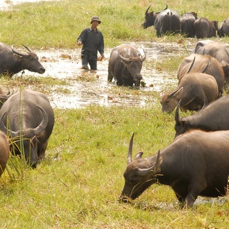 nông dân làm giàu,tỷ phú nông dân,nuôi trâu