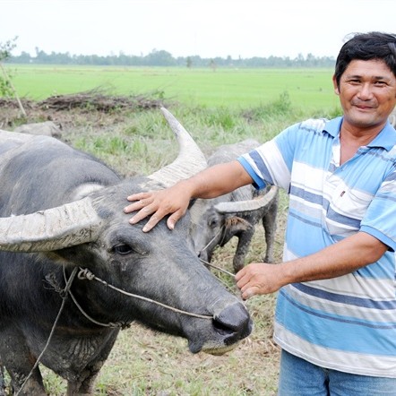 nông dân làm giàu,tỷ phú nông dân,nuôi trâu