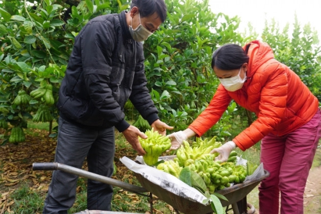 Đại gia mạnh tay mua cả vườn loài quả ‘nghìn tay’ giá đắt để trưng Tết