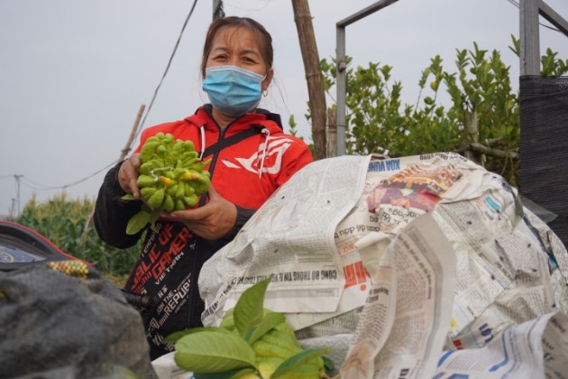 Đại gia mạnh tay mua cả vườn loài quả ‘nghìn tay’ giá đắt để trưng Tết