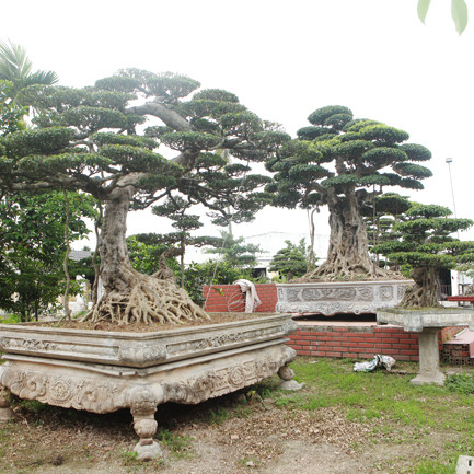 'Đại gia nông thôn' chi 10 tỷ mua 3 cây sanh 'khủng', xôn xao cả vùng quêicon