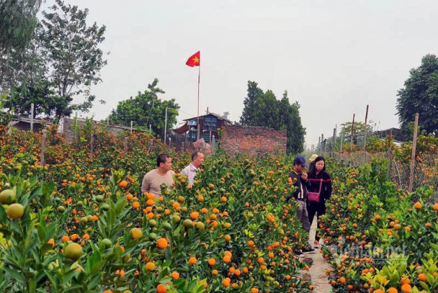 Dân Hà thành đổ ra đồng chọn quất chơi Tết, nhà vườn thu tiền tỷ