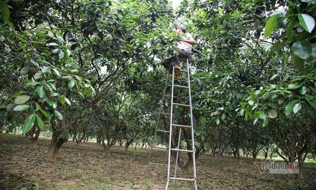 Đàn ông, đàn bà cả làng 'xe duyên' cho hoa, chờ ngày thu loại quả trăm triệu