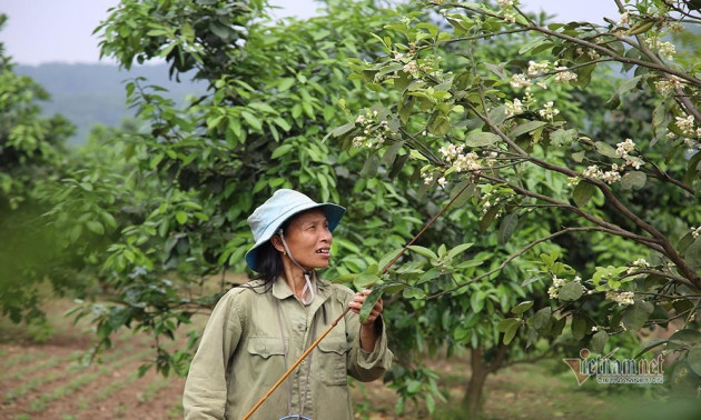 Đàn ông, đàn bà cả làng 'xe duyên' cho hoa, chờ ngày thu loại quả trăm triệu