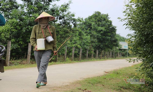 Đàn ông, đàn bà cả làng 'xe duyên' cho hoa, chờ ngày thu loại quả trăm triệu