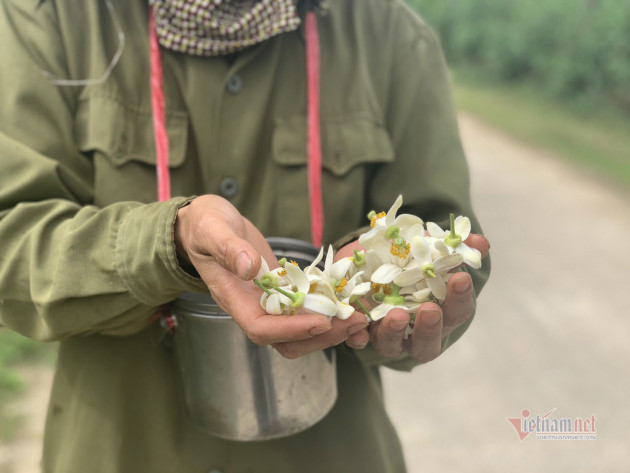 Đàn ông, đàn bà cả làng 'xe duyên' cho hoa, chờ ngày thu loại quả trăm triệu