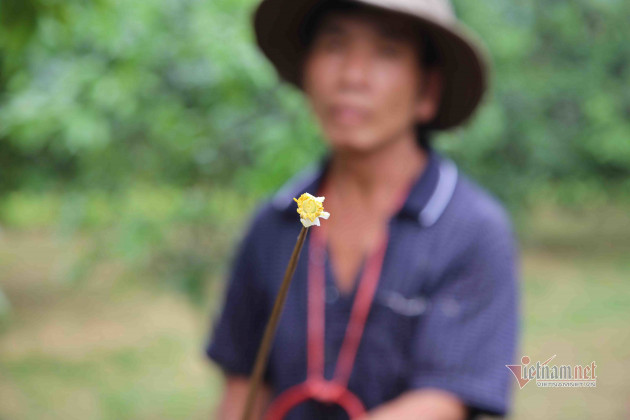 Đàn ông, đàn bà cả làng 'xe duyên' cho hoa, chờ ngày thu loại quả trăm triệu