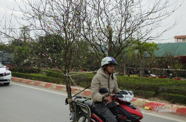 Mùa Tết ế, Tết tàn: Gốc đào 10 triệu, nắng nở bung 2 triệu không ai mua