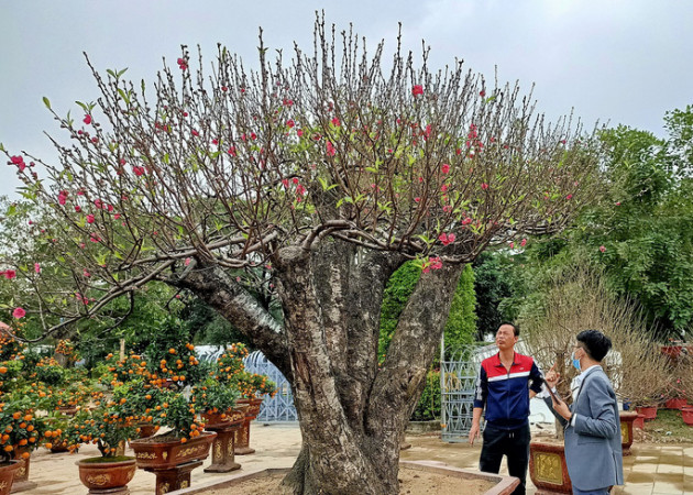 Đào khủng có dáng 'bàn tay lộc' được hét giá gần 100 triệu