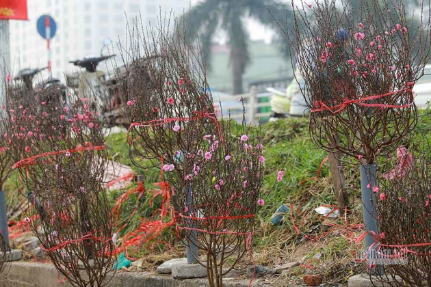 Đào Tết tăng giá hàng ngày, mỗi cành đắt thêm hàng trăm nghìn