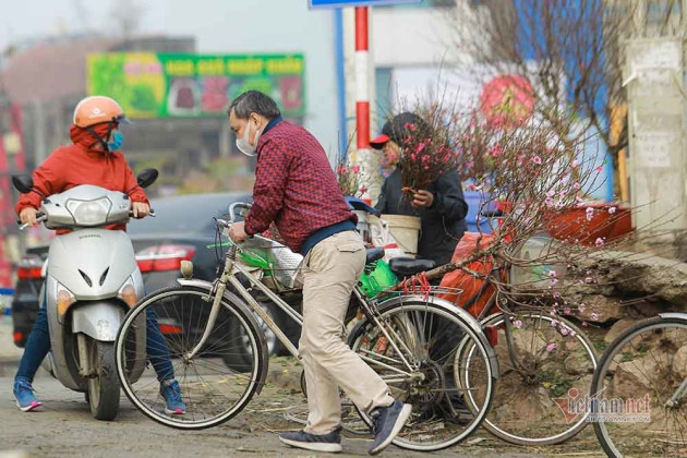 Đào Tết tăng giá hàng ngày, mỗi cành đắt thêm hàng trăm nghìn