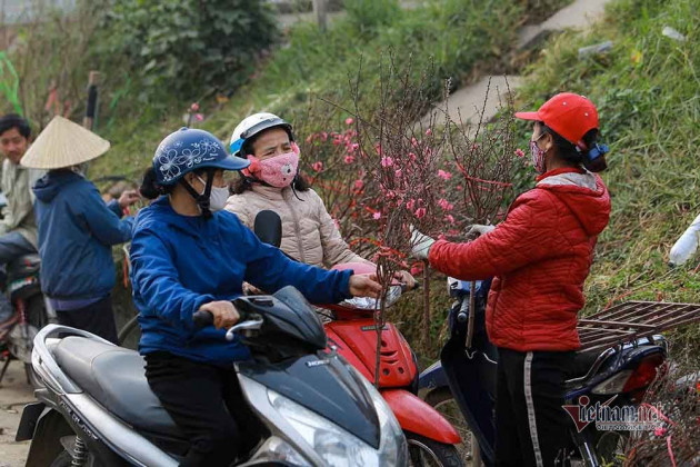 Đào Tết tăng giá hàng ngày, mỗi cành đắt thêm hàng trăm nghìn