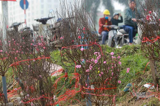 Đào Tết tăng giá hàng ngày, mỗi cành đắt thêm hàng trăm nghìn