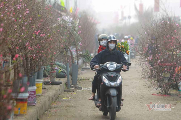 Đào Tết tăng giá hàng ngày, mỗi cành đắt thêm hàng trăm nghìn