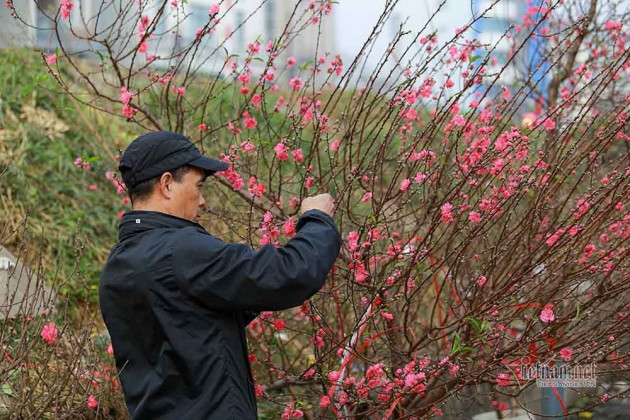 Đào Tết tăng giá hàng ngày, mỗi cành đắt thêm hàng trăm nghìn