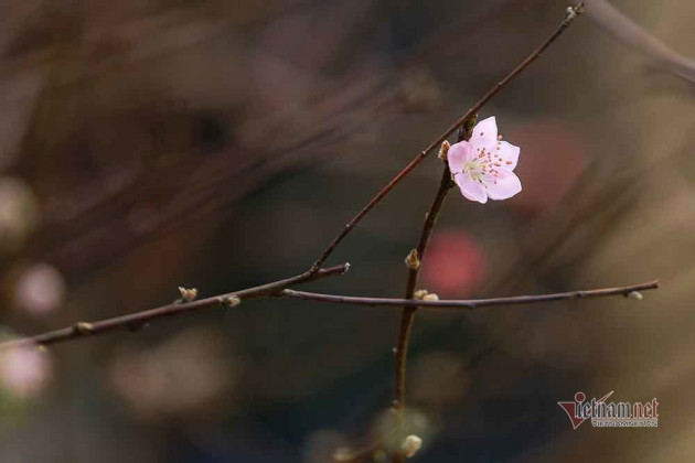 Đào Tết tăng giá hàng ngày, mỗi cành đắt thêm hàng trăm nghìn