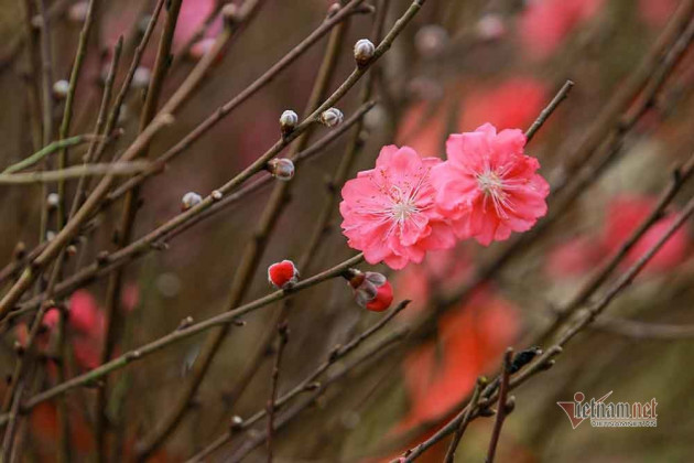 Đào Tết tăng giá hàng ngày, mỗi cành đắt thêm hàng trăm nghìn