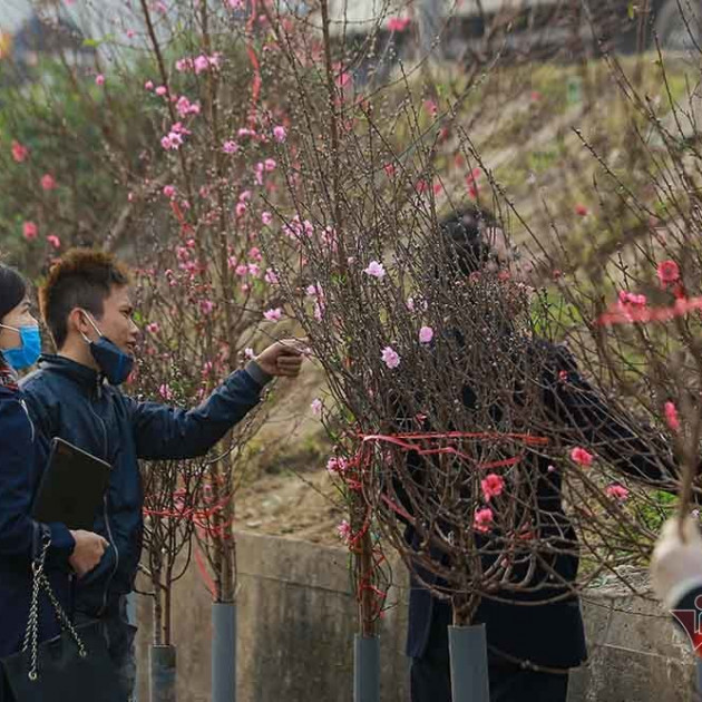 Đào Tết tăng giá hàng ngày, mỗi cành đắt thêm hàng trăm nghìnicon