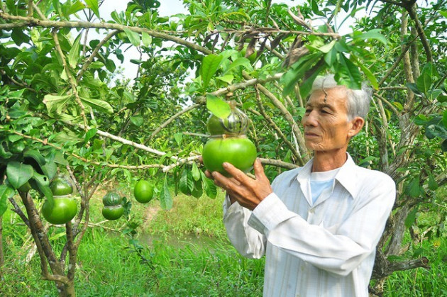 Đào tiên hồ lô 'độc nhất vô nhị' ở miền Tây