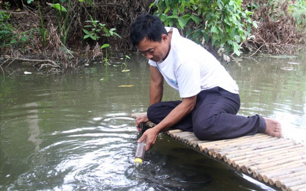 Bằng kỹ thuật và tình yêu thương của mình dành cho đàn cá, sau gần 6 tháng tập luyện, đến nay, khoảng 1.000 con cá lóc đã về trước nhà anh.