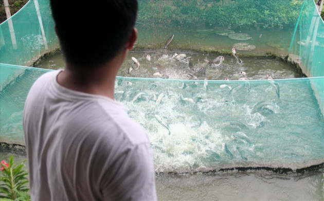 Anh Tâm không chỉ huấn luyện cho cá lóc bú bình mà còn nổi tiếng với cá lóc bay. “Mình làm vậy là để tạo ra nhiều sản phẩm độc đáo, mới lạ thu hút khách du lịch“, anh Tâm nói.