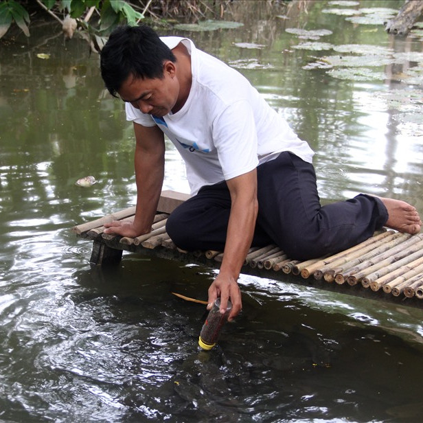 Dạy cá lóc bay, luyện cả nghìn con tranh nhau... 'bú bình'icon