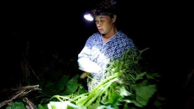 Dậy từ 2 giờ hái rau bí, kiếm tiền triệu nơi bãi giữa sông Hồng