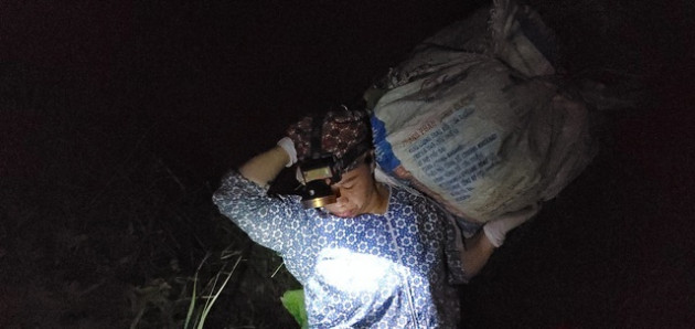 Dậy từ 2 giờ hái rau bí, kiếm tiền triệu nơi bãi giữa sông Hồng